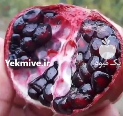 فروش نهال پایه کلفت در همدان در گروه خرید و فروش نهال در یکمیوه -عکس1