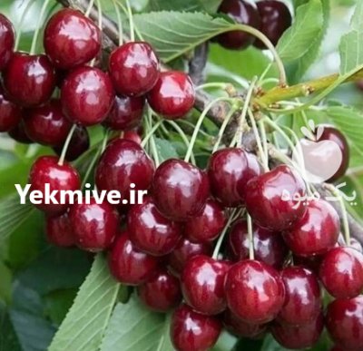 فروش نهال پایه کلفت در همدان در گروه خرید و فروش نهال در یکمیوه -عکس2