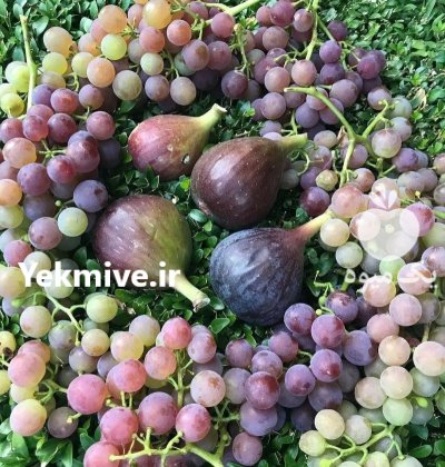 فروش نهال پایه کلفت در همدان در گروه خرید و فروش نهال در یکمیوه -عکس3