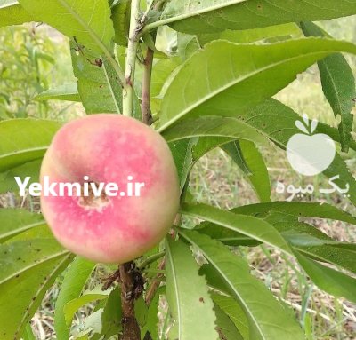 فروش نهال پایه کلفت در همدان در گروه خرید و فروش نهال در یکمیوه -عکس4