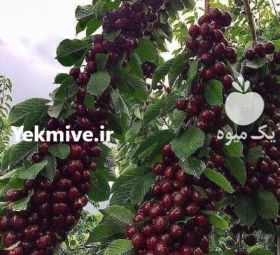 فروش نهال بن دار در قزوین در گروه خرید و فروش نهال میوه در یکمیوه -عکس2