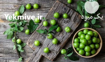 فروش نهال بن دار در قزوین در گروه خرید و فروش نهال میوه در یکمیوه -عکس3