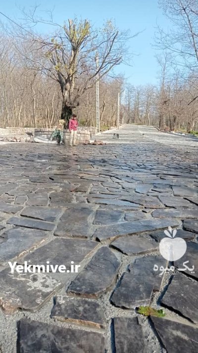 فروش سنگ ورقه ای دماوند بانازلترین در گروه سازنده در یکمیوه -عکس4