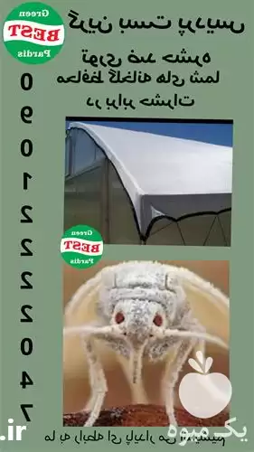 قیمت خرید توری ضد حشره در تهران در گروه خرید و فروش توری گلخانه در یکمیوه -عکس1