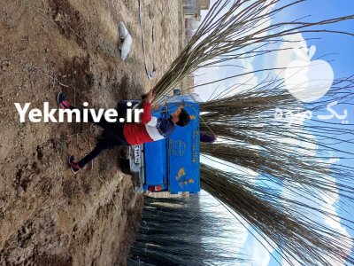 نهال سنوبر یکساله دوساله قلمه صنوبر در جعفرآباد در گروه خرید و فروش نهالستان در یکمیوه -عکس1