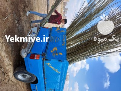 نهال سنوبر یکساله دوساله قلمه صنوبر در جعفرآباد در گروه خرید و فروش نهالستان در یکمیوه -عکس2