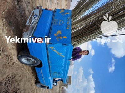 نهال سنوبر یکساله دوساله قلمه صنوبر در جعفرآباد در گروه خرید و فروش نهالستان در یکمیوه -عکس3