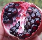 فروش نهال بن دار در قزوین در گروه خرید و فروش نهال میوه در یکمیوه