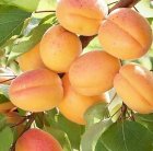 خرید نهال زردآلو درنهالستان مهدیزاده میاندوآب در چهاردانگه در گروه خرید و فروش نهال در یکمیوه