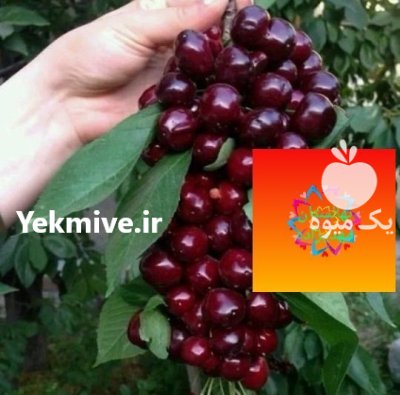 نهال گیلاس آلبالو مجار تکدانه درخت در سنقر در گروه خرید و فروش نهال میوه در یکمیوه -عکس1