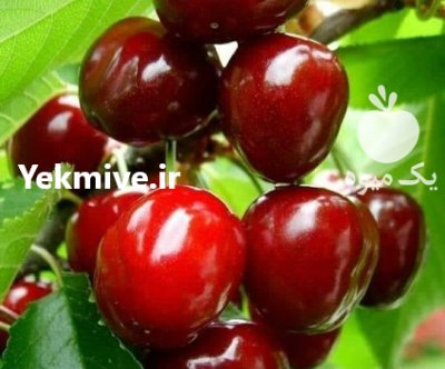 نهال گیلاس آلبالو مجار تکدانه درخت در سنقر در گروه خرید و فروش نهال میوه در یکمیوه -عکس2