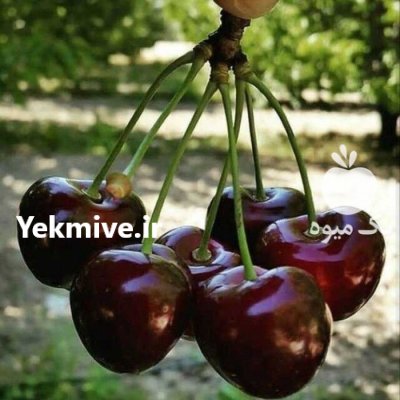 نهال گیلاس آلبالو مجار تکدانه درخت در سنقر در گروه خرید و فروش نهال میوه در یکمیوه -عکس4