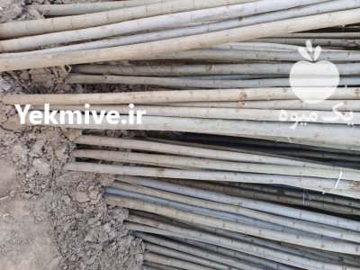 نهال سنوبر درخت صنوبر رویال نهال در گروه خرید و فروش نهال در یکمیوه -عکس1