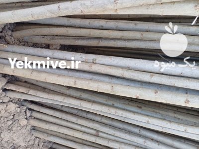 نهال سنوبر درخت صنوبر رویال نهال در گروه خرید و فروش نهال در یکمیوه -عکس4