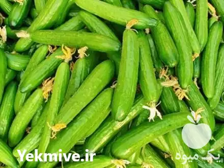 خرید انواع خیار قلمی جهت تولید در تهران در گروه خرید و فروش خیار در یکمیوه -عکس1