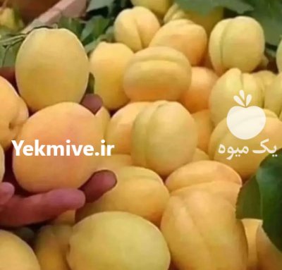 فروش انواع نهال پایه کوتاه در گروه خرید و فروش نهال در یکمیوه -عکس1