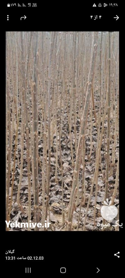 فروش انواع نهال پایه کوتاه در گروه خرید و فروش نهال در یکمیوه -عکس2