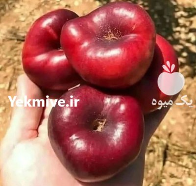 فروش انواع نهال پایه کوتاه در ارومیه در گروه خرید و فروش نهال در یکمیوه -عکس3