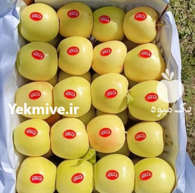 فروش انواع نهال پایه کوتاه در ارومیه در گروه خرید و فروش نهال در یکمیوه -عکس4