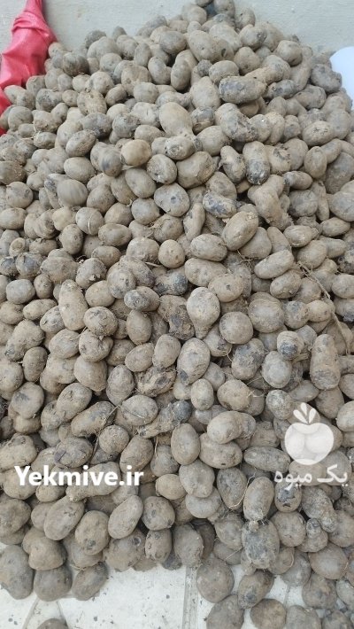 سیب زمینی بنفش در کرمانشاه در گروه خرید و فروش سیب زمینی در یکمیوه -عکس2
