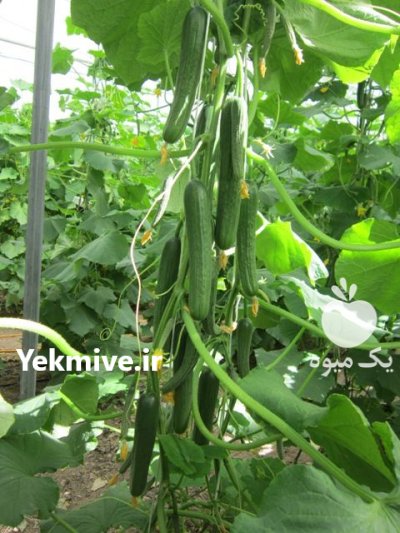 خیار گوهر گلخونه ای در کبودرآهنگ در همدان در گروه خرید و فروش خیار در یکمیوه -عکس1