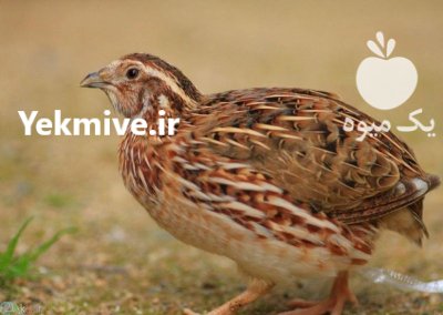 سرمایه گذاری کار و پرورش بلدرچین در گروه سرمایه گذار در تولید محصولات کشاورزی در یکمیوه -عکس1