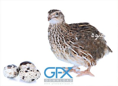 سرمایه گذاری پرورش بلدر چین در گروه نیازمند سرمایه محصولات کشاورزی در یکمیوه -عکس1