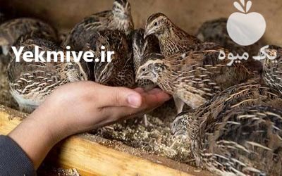 سرمایه گذاری پرورش بلدر چین در گروه نیازمند سرمایه محصولات کشاورزی در یکمیوه -عکس2