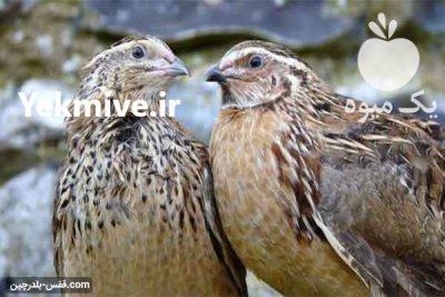 سرمایه گذاری پرورش بلدر چین در گروه نیازمند سرمایه محصولات کشاورزی در یکمیوه -عکس3