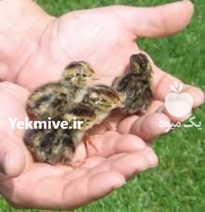 سرمایه گذاری پرورش بلدر چین در گروه نیازمند سرمایه محصولات کشاورزی در یکمیوه -عکس4