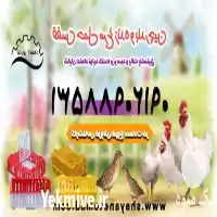 فروش قفس مرغ زنده و بلدرچین در قزوین در گروه تجهیزات مرغداری در یکمیوه