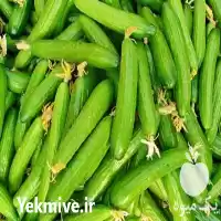 خرید انواع خیار قلمی جهت تولید در تهران در گروه خرید و فروش خیار در یکمیوه