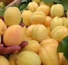 فروش انواع نهال پایه کوتاه در گروه خرید و فروش نهال در یکمیوه