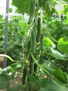 خیار گوهر گلخونه ای در کبودرآهنگ در همدان