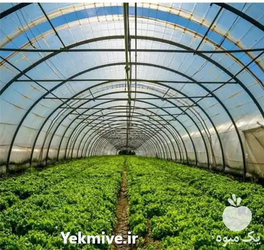 ساخت و ساز گلخانه در گروه سازنده در یکمیوه -عکس1