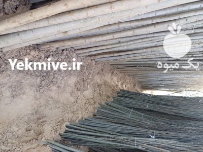 فروش نهال سنوبر کبوده باتبریزی درمیاندوآب در شندآباد در گروه خرید و فروش نهالستان در یکمیوه -عکس2