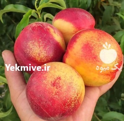 فروش نهال صنوبر کبوده در تهران در گروه خرید و فروش نهال صنوبر در یکمیوه -عکس2