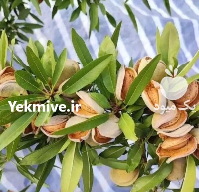 فروش نهال صنوبر کبوده در تهران در گروه خرید و فروش نهال صنوبر در یکمیوه -عکس3