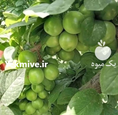 فروش نهال صنوبر کبوده در تهران در گروه خرید و فروش نهال صنوبر در یکمیوه -عکس4