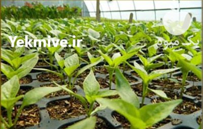 نشا بادمجان نشا بادمجان در گنبد کاووس در گروه خرید و فروش نشا در یکمیوه -عکس1