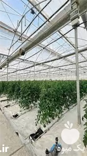 نصب سازه گلخانه اسپانیایی در گروه سازنده در یکمیوه -عکس1