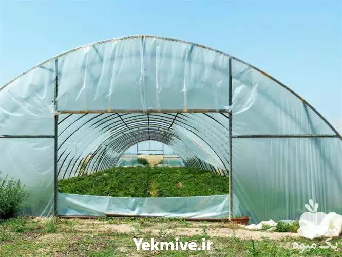 طراحی و احداث گلخانه در اصفهان در گروه سازنده در یکمیوه -عکس1