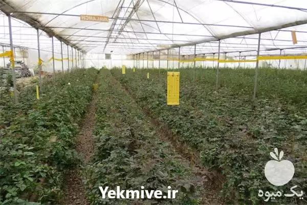 ساخت گلخانه با به روزترین روش در زاهدان در گروه سازنده در یکمیوه -عکس1