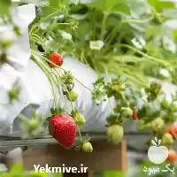 قیمت خرید کیسه کشت گروبک در تهران در گروه خرید و فروش بسته بندی نایلونی در یکمیوه