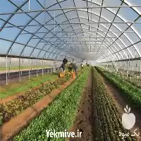 قیمت ساخت گلخانه در اصفهان در گروه سازنده در یکمیوه