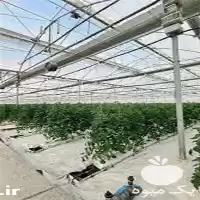 نصب سازه گلخانه اسپانیایی در گروه سازنده در یکمیوه