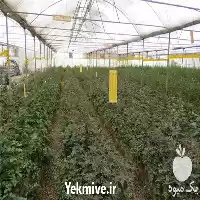 ساخت گلخانه با به روزترین روش در زاهدان در گروه سازنده در یکمیوه