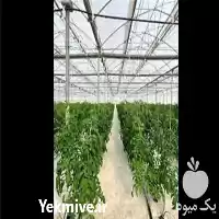 قیمت سازه گلخانه طرح اسپانیایی در تهران در گروه سازنده در یکمیوه