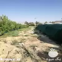 فروش توری شید گلخانه در زنجان در گروه خرید و فروش توری گلخانه در یکمیوه