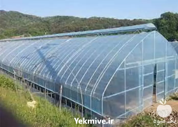 ارائه بهترین قیمت گلخانه اسپانیایی در گروه سازنده در یکمیوه -عکس1